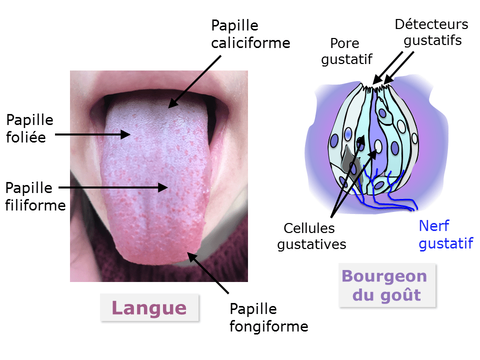 Schéma montrant les différentes types de papilles et leur localisation sur la langue : caliciformes tout en haut, foliées au milieu, filiformes un peu plus bas et fongiformes tout en bas.
Un deuxième schéma montre la structure du bourgeon de goût contenant un pore gustatif où arrive la molécule de goût et des détecteurs gustatifs qui vont activer des cellules gustatives liées au nerf gustatif.
