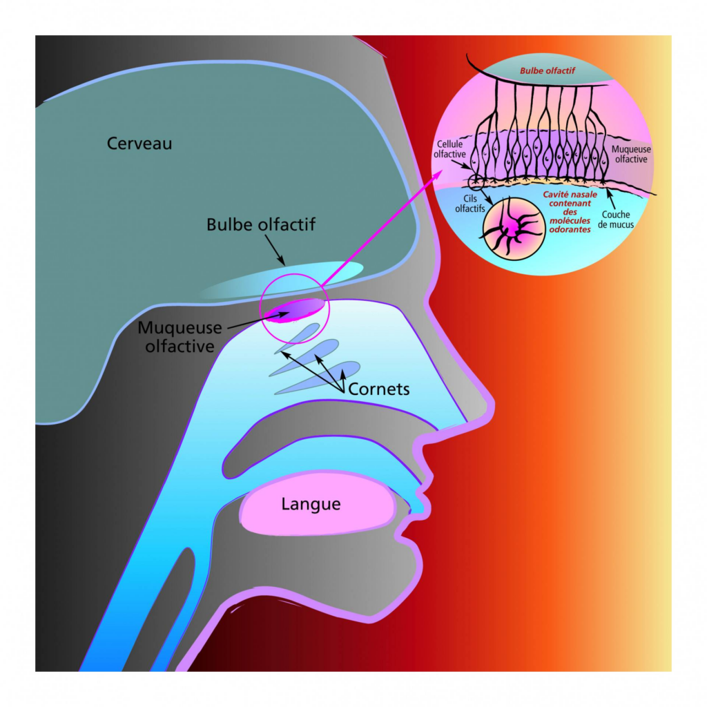 Schéma de l'appareil olfactif. Les molécules olfactives amenées par le respiration vont être retenues par le mucus. Les cellules olfactives vont être stimulées par ces molécules et envoyer un signal au bulbe olfactif.